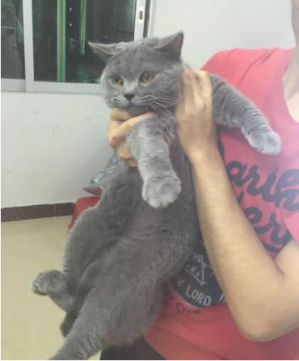 猫咪太温柔怎么让它凶一点,猫咪的脾气很大怎么调教