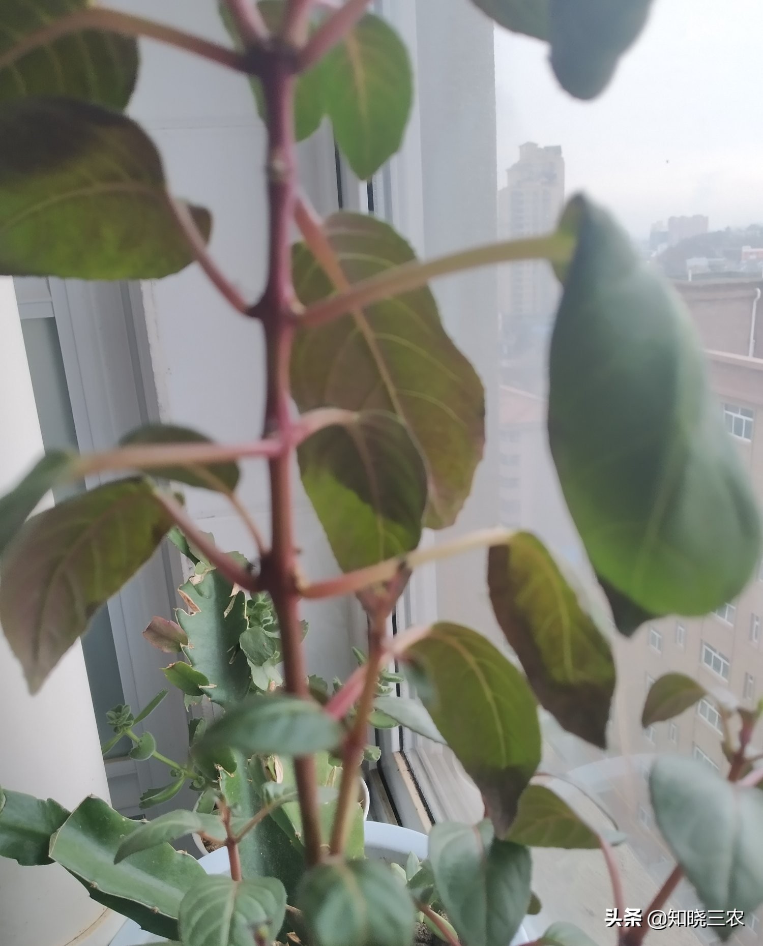 倒挂金钟放什么肥料最好,倒挂金钟施肥多了叶子发蔫怎么办