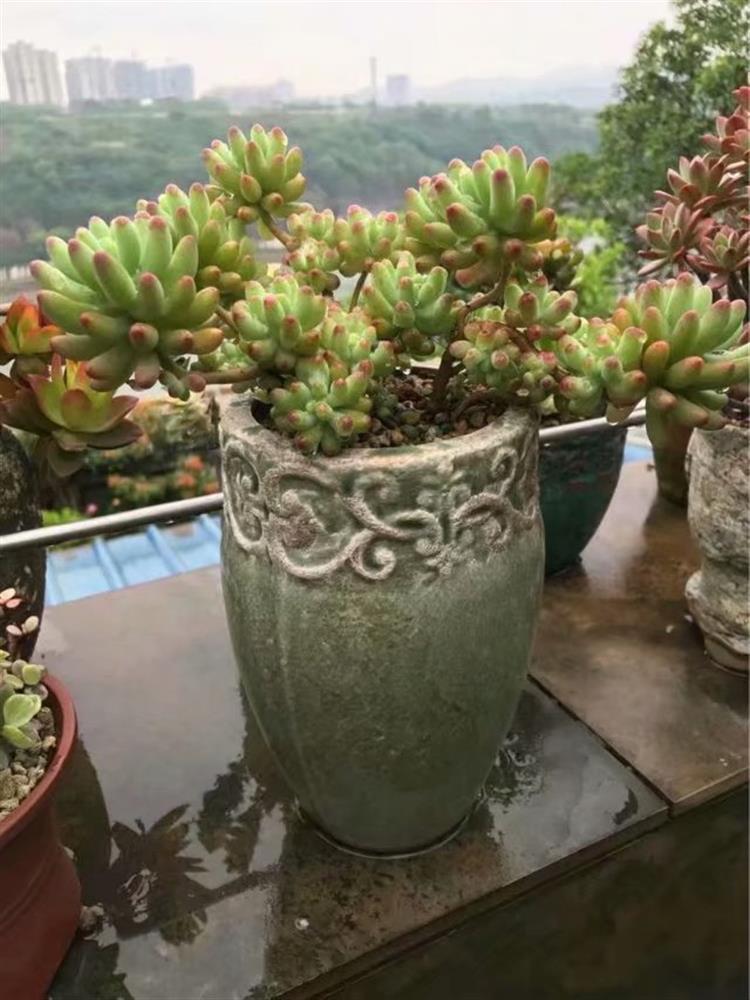 多肉植物需要悉心照料吗,多肉植物照料