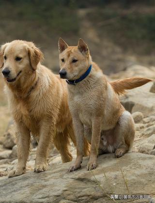 犬文化,犬类科普知识大全