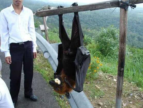 世界最大的蝙蝠,世界上最大的蝙蝠是什么蝙蝠