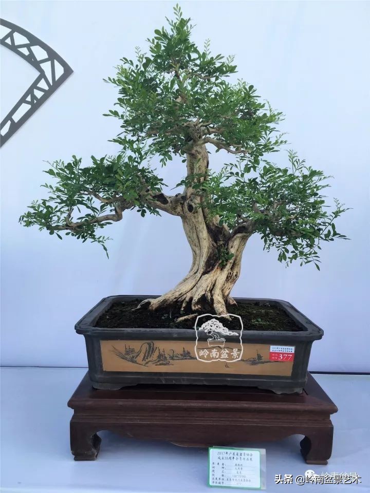 骞哥涔呬箙鐢滅敎铚滆湝,骞哥涔呬箙