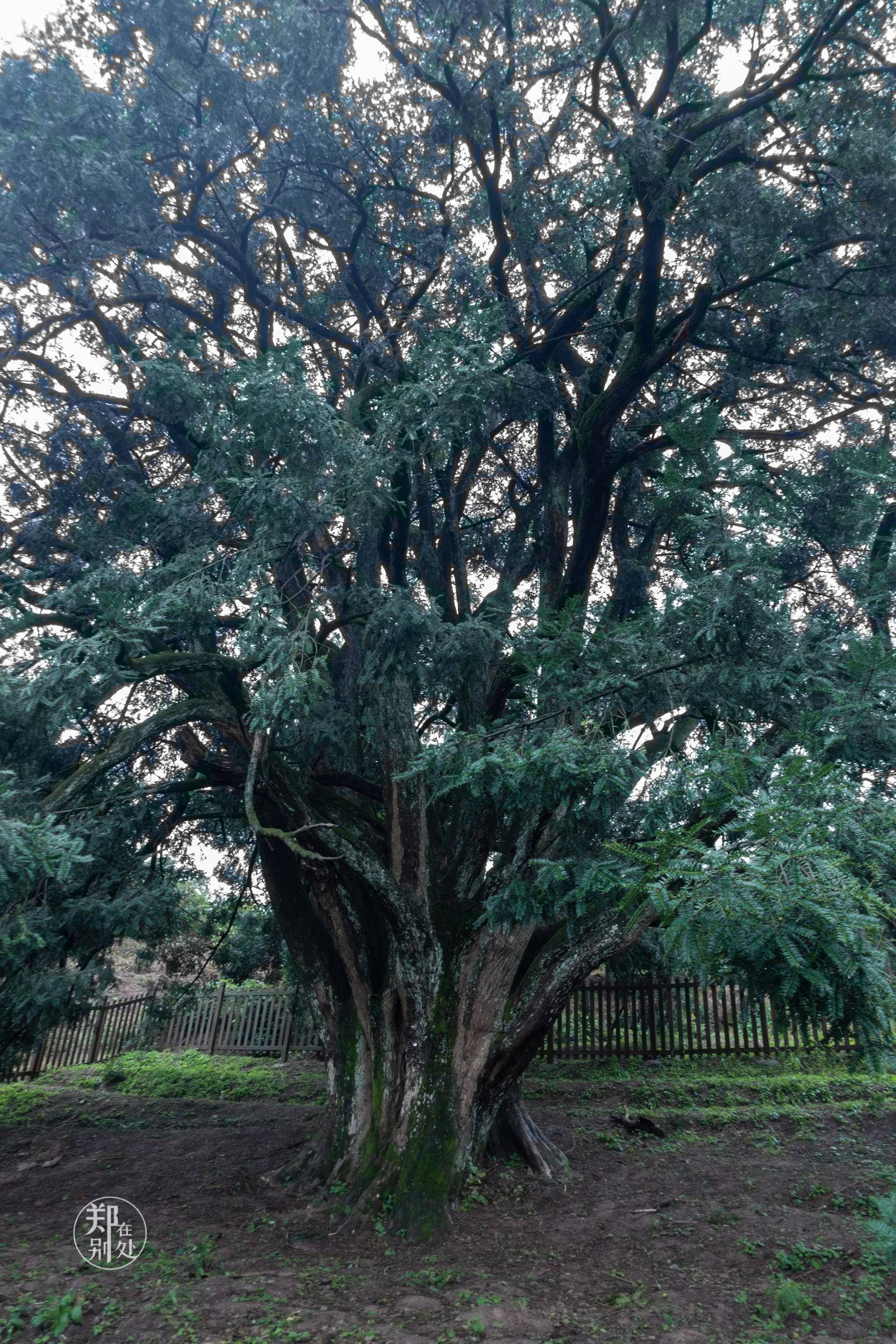 香榧古道,香榧古道徒步路线哪条景色美