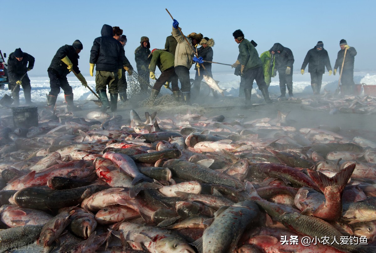 花鲢鱼头吃货,花鲢胖鱼头