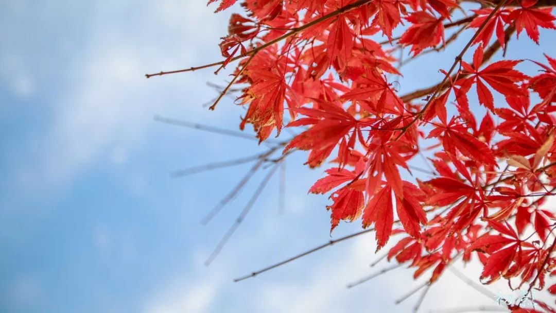 赏枫地图,赏红叶正当时