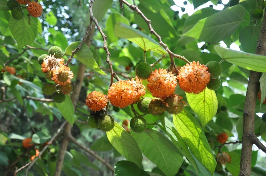 硬核整理!高清中药教材原植物彩*图色**谱(四期)