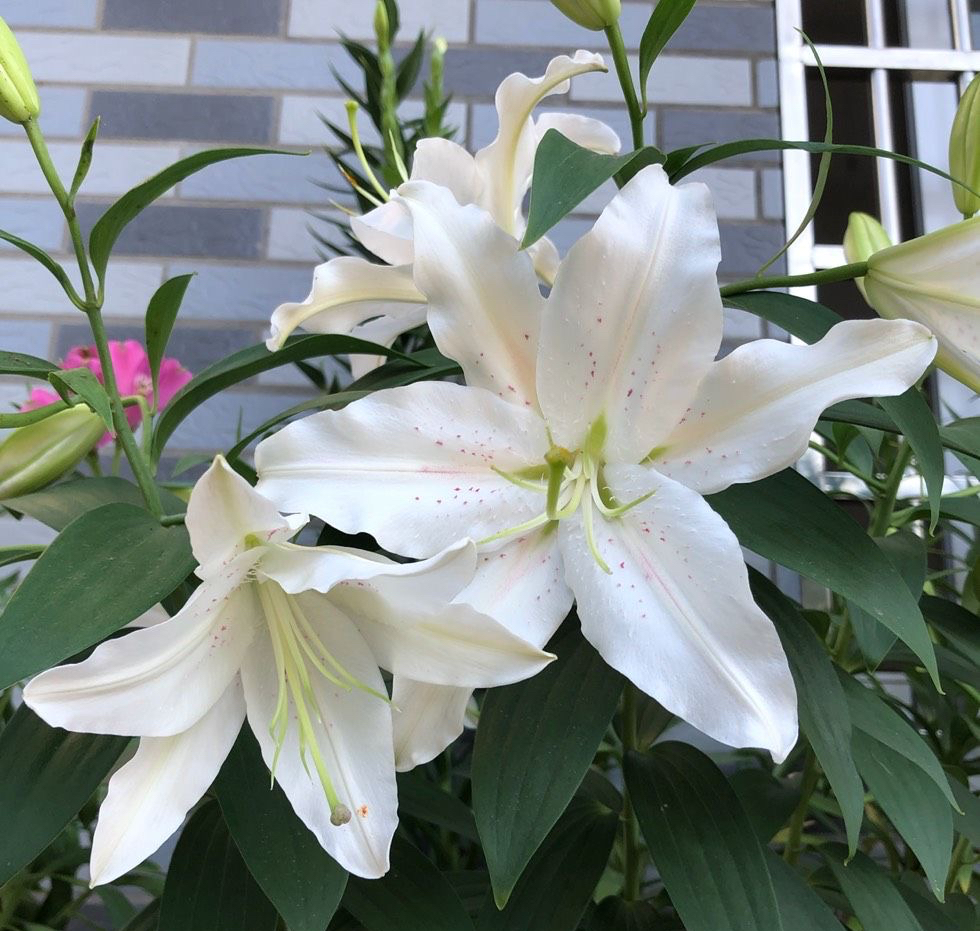 适于阳台种植的花种类,100种适合新手养的花庭院花卉