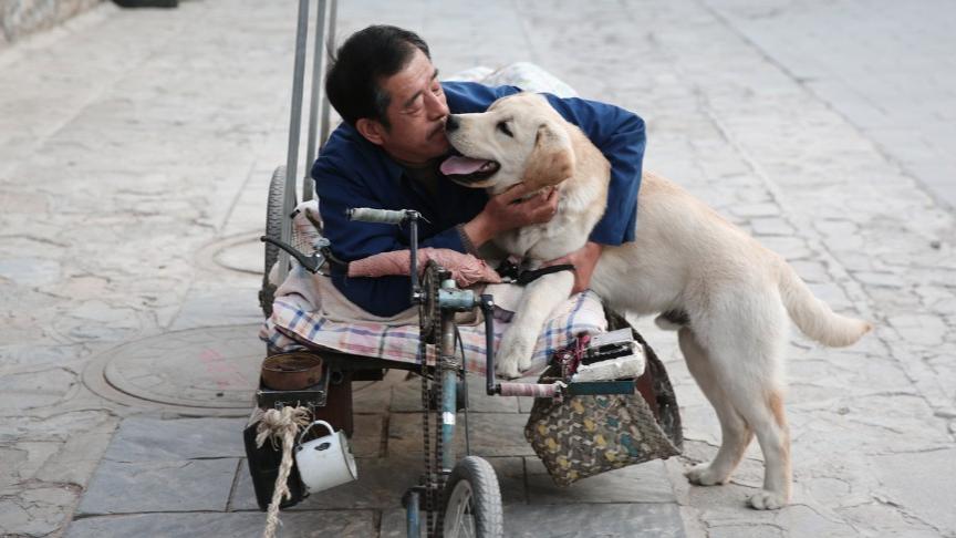 拉布拉多为什么受美国欢迎,拉布拉多真香