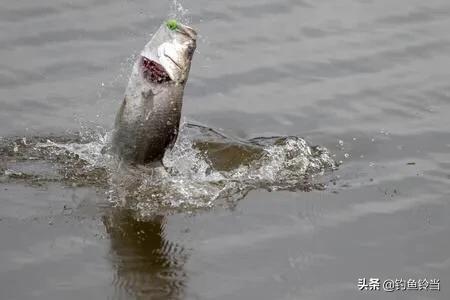 形似鲥鱼的鱼有哪些,在没有鳜鱼的河里能放生鳜鱼吗