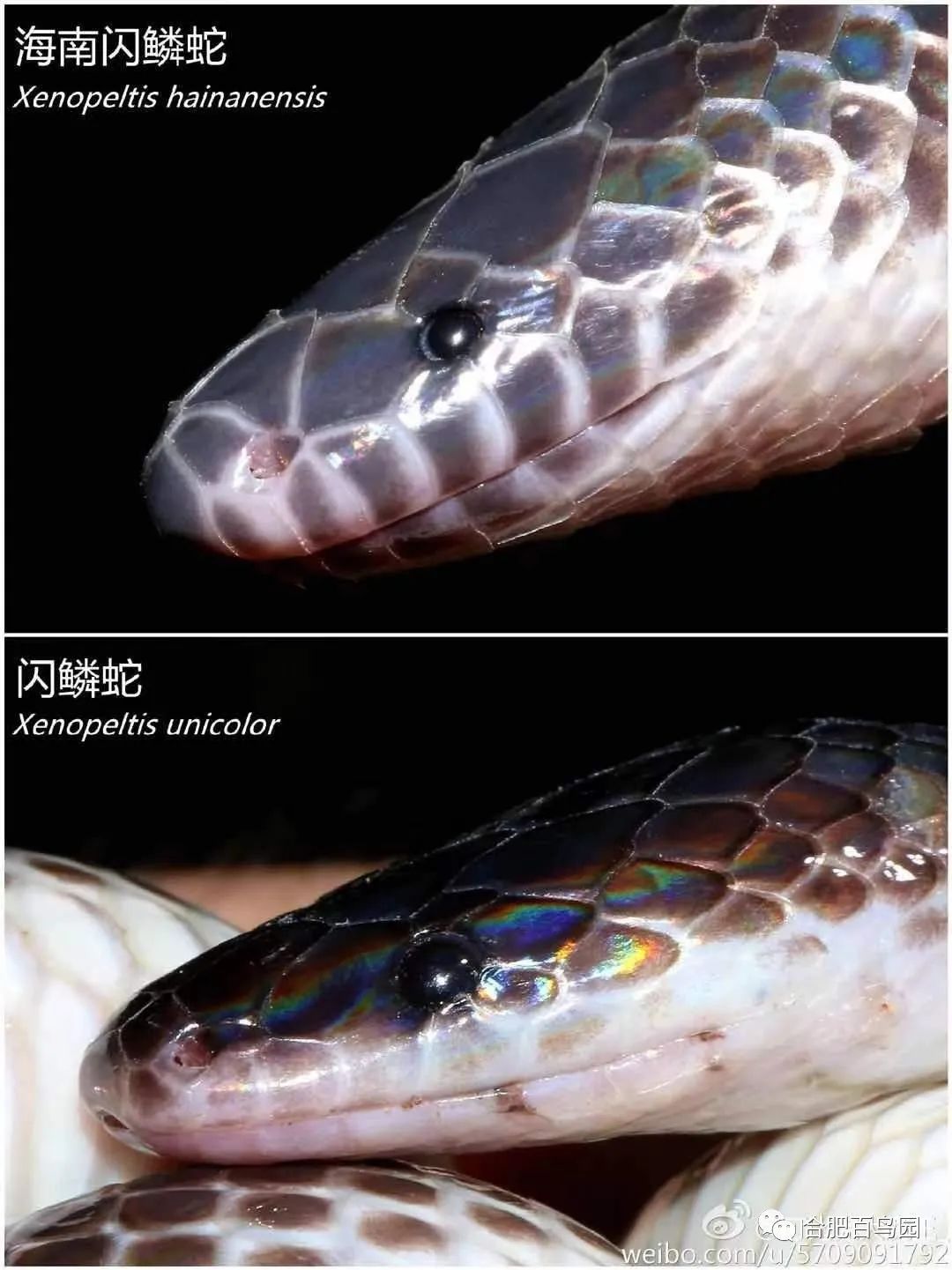 蛇如何升级为龙,可以升级的蛇