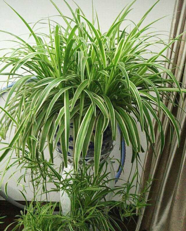 养一盆吊兰怎么才养好视频,钻石翡翠吊兰养成绿瀑布的方法