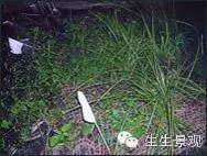 微景观材料的作用,微景观生态材料