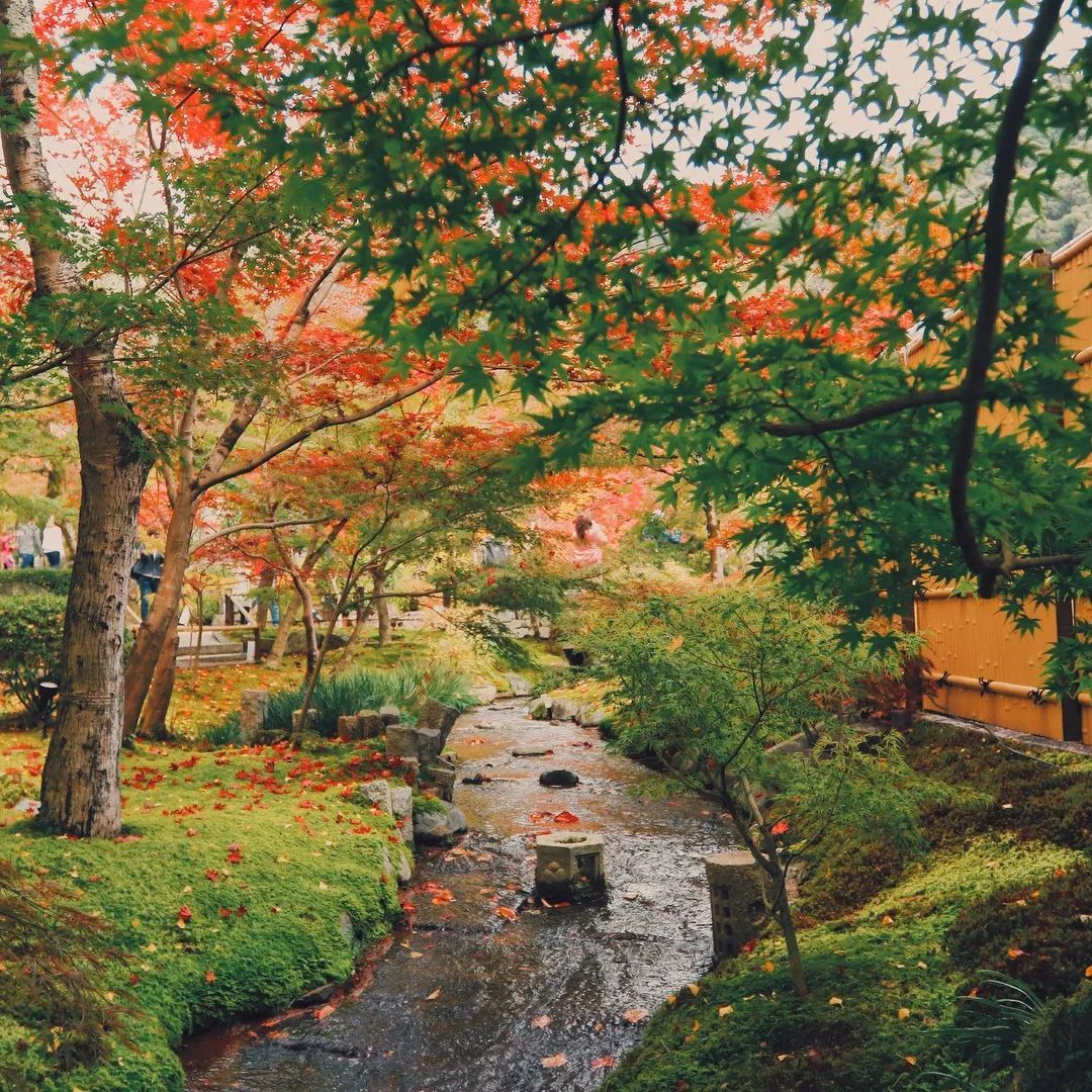 做个‘追枫少女’领略红叶之美！