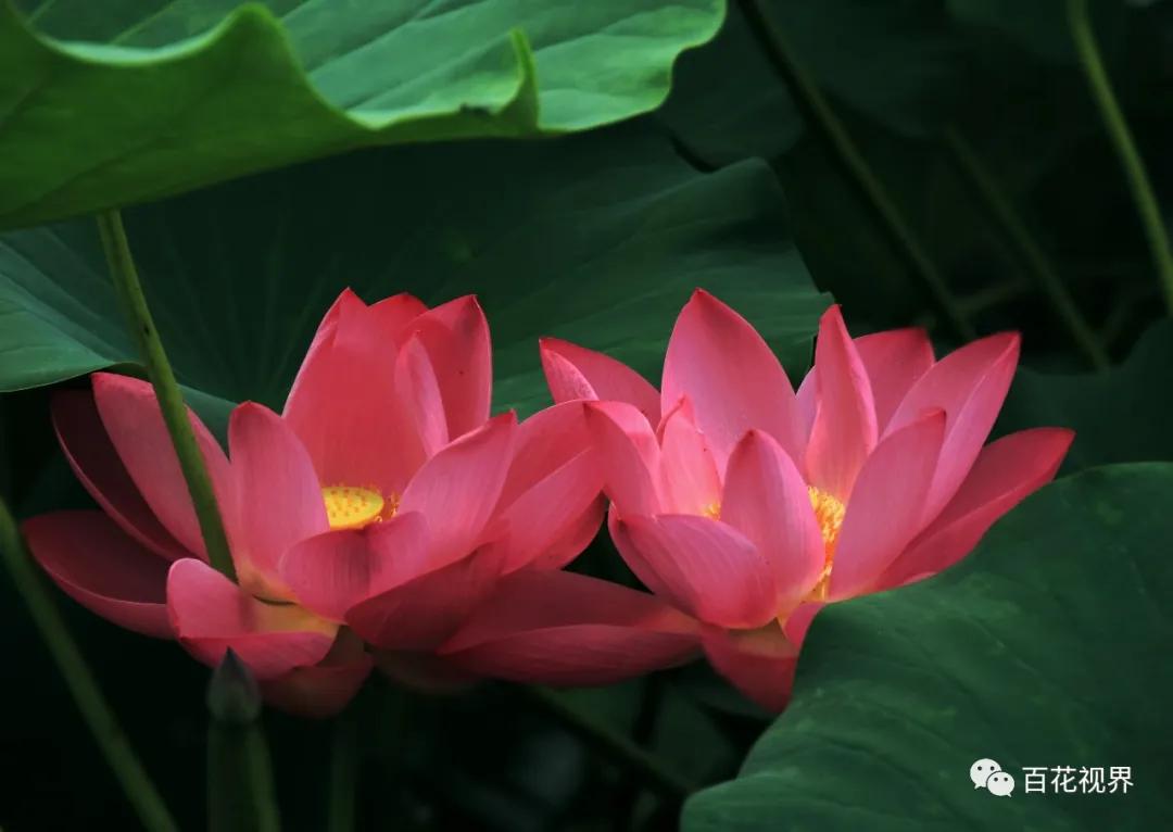 邯郸市女性摄影家,邯郸市女子摄影协会