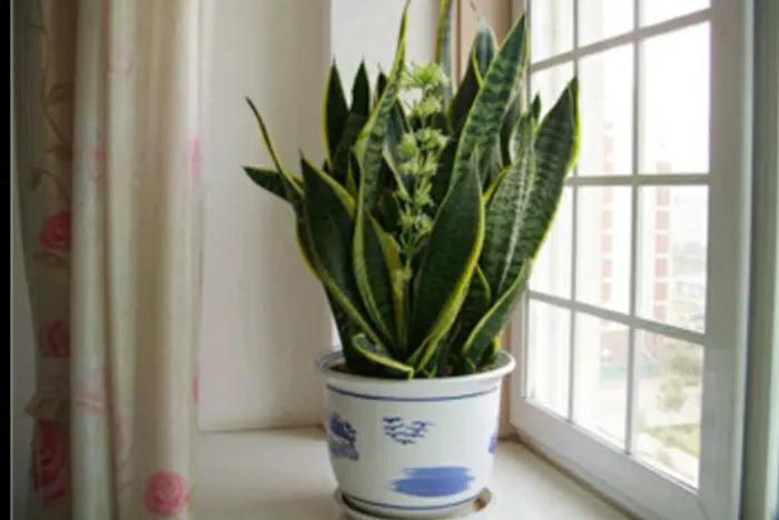 什么花怕阳光晒,什么花不怕阳光晒又不怕凉