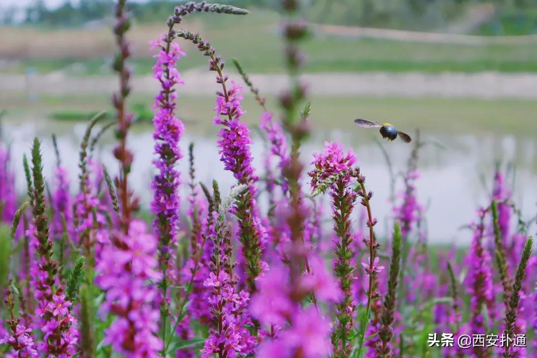 西安大草坪公园推荐,西安有大草坪的公园