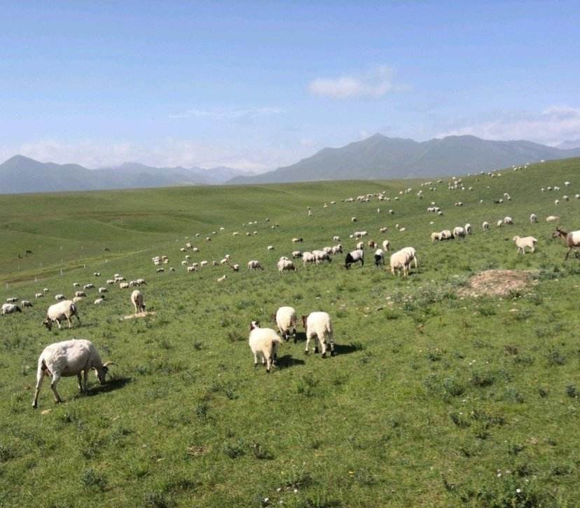 张掖的房价现在是降了还是涨了,张掖房价为什么比武威低