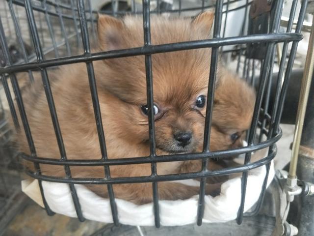 小伙去狗场抓德牧,开封狗市抓狗