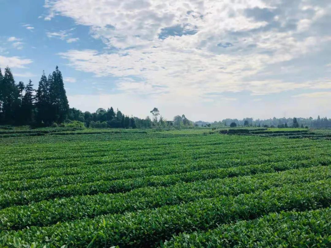 雅安上里古镇最好的民宿推荐,原地过年品味年味