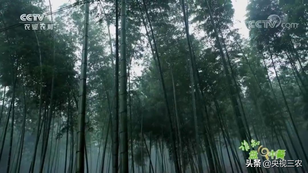 冬笋没能去除麻涩味吃了有害吗,冬笋如何焯水去涩味放冰糖和白醋