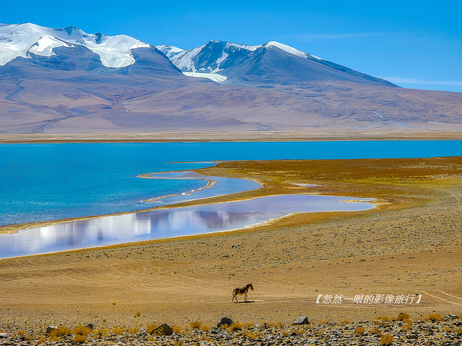 阿里无人区野狼出没,阿里无人区狐狸