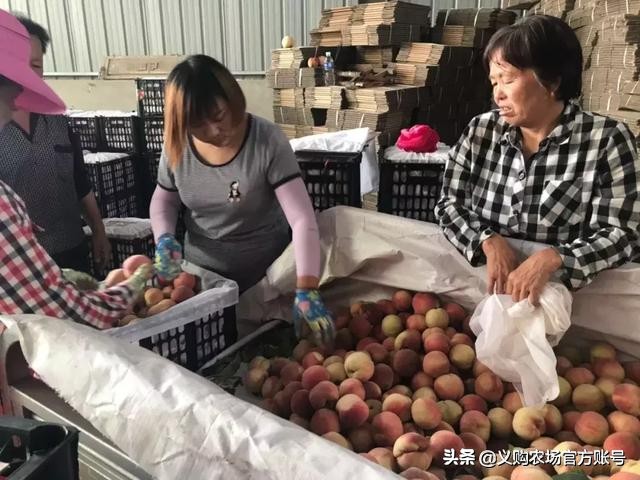 桃子价格暴跌,桃子价格28一斤