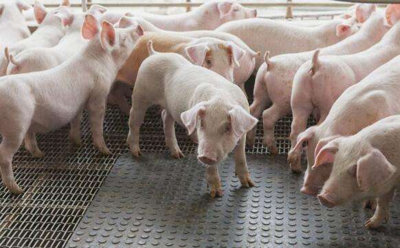 猪缺乏微量元素的症状有哪些？如何给猪补充微量元素？