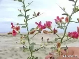 新疆的特殊植物,新疆戈壁上常见的植物
