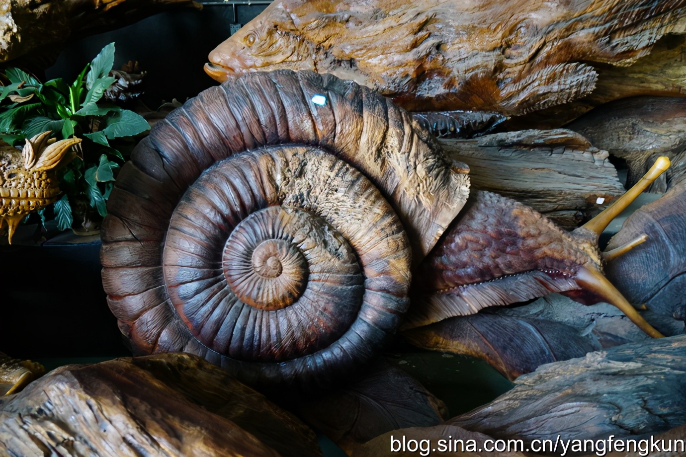 世界上最大的蜗牛介绍,全世界最大的蜗牛