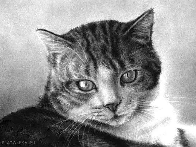 素描动物入门知识,素描动物简单入门教程狗