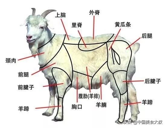 常见羊肉的16个部位和做法,怎么辨别羊肉各个部位