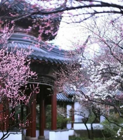 无花果树在庭院内种植有什么寓意,冷杉树长在庭院里风水上有说法吗