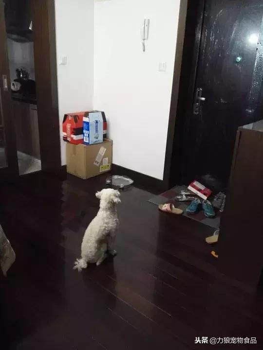 其实养猫后生活发生很多改变,养猫后不但没洁癖反而让它跑酷