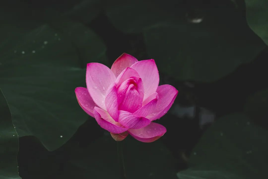 航拍荷花调色技巧图解大全,超简单国画入门教学荷花调色