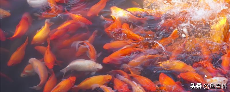 鱼塘水清好还是水浑好,鱼塘黄泥水太浑怎么处理