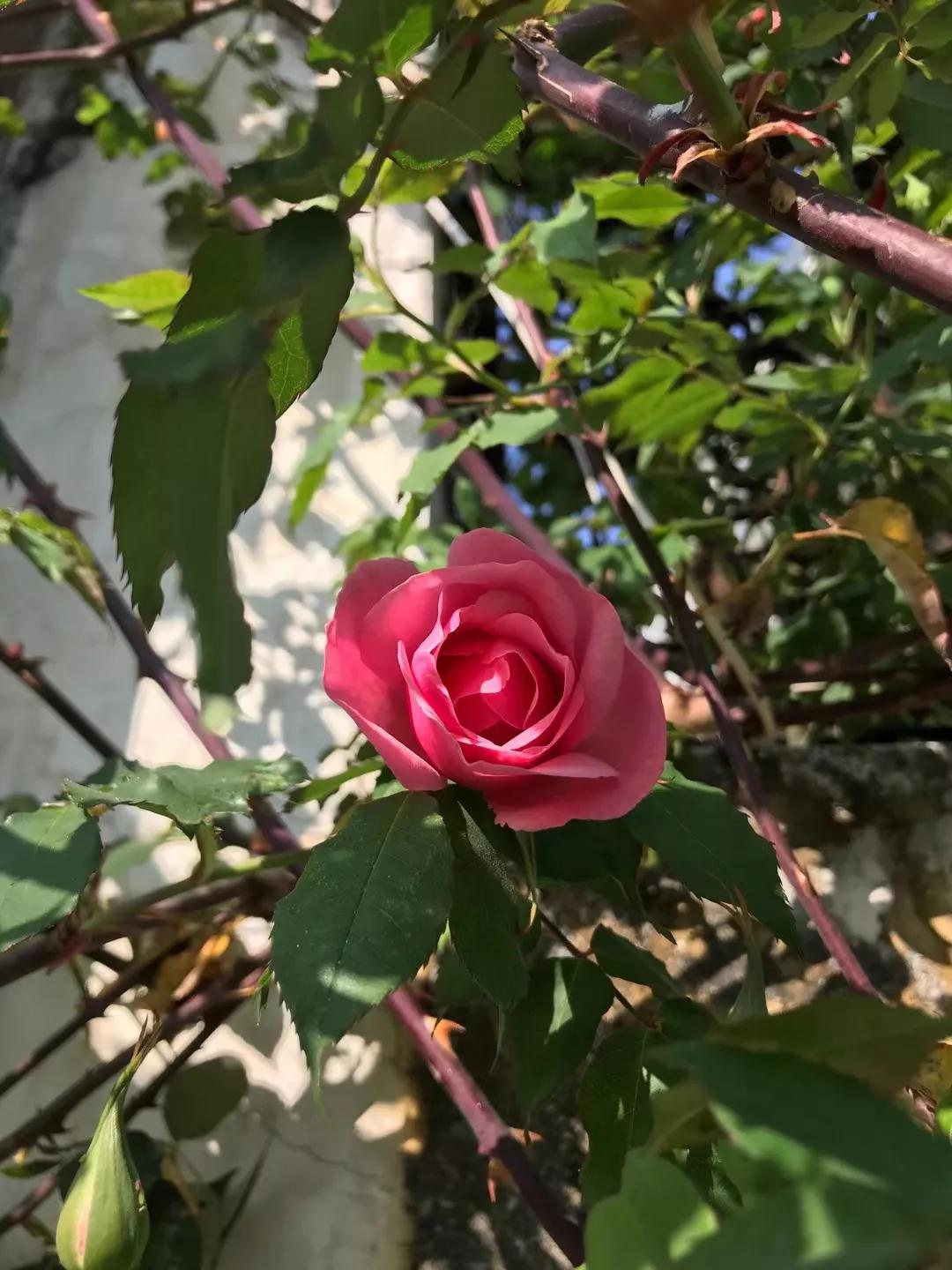 大理洱海风花雪月的故事,游大理阅读理解