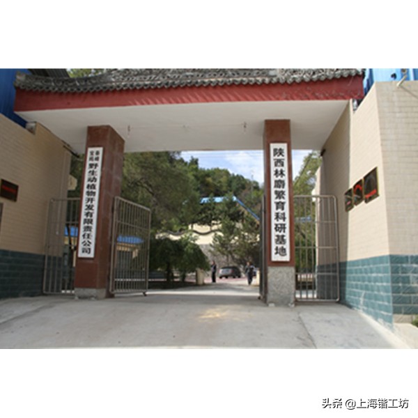 麝香酒为什么能钓鱼效果好,麝香粉和麝香酒哪个钓鱼好