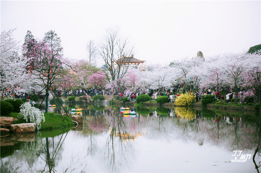 武汉东湖樱花园是世界几大樱花园,世界三大樱花园