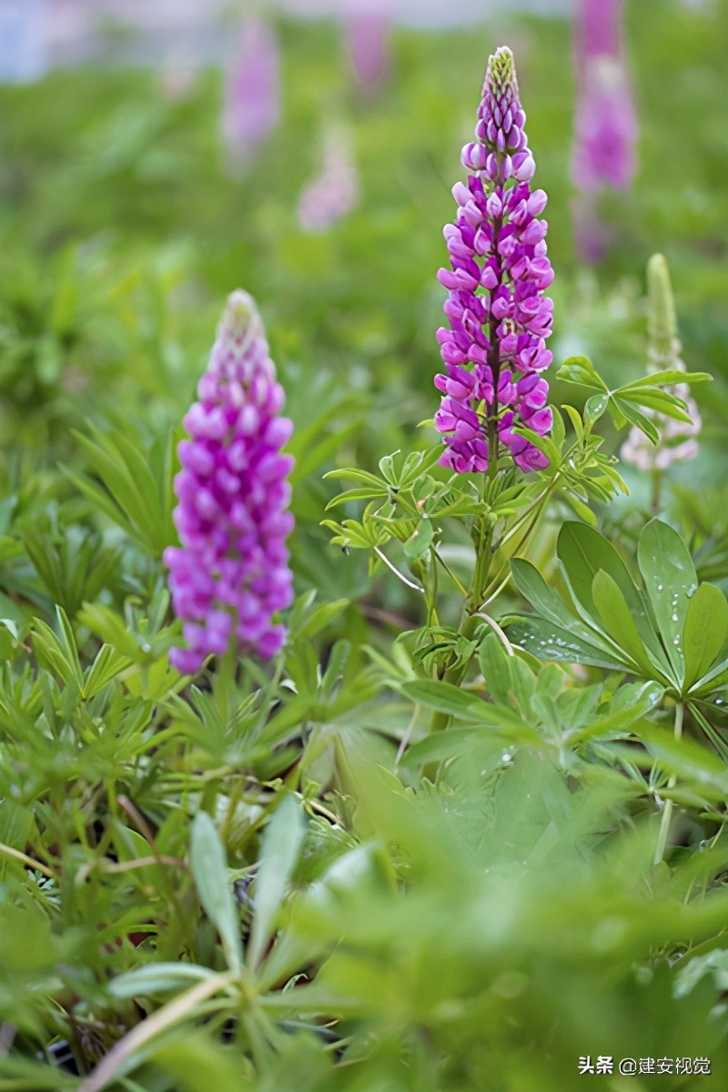 鍥藉璁插爞鍏泭鏂囧寲璁插骇,鍥藉澶ц鍫傚叕鐩婃枃鍖栬