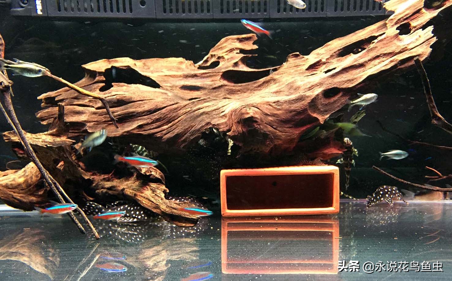 如何做到鱼缸无死角,怎么做到鱼缸不用打理