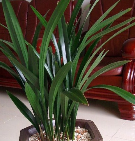 不同品种的兰花可以在一个盆里吗,兰花种类怎么区分的呢视频