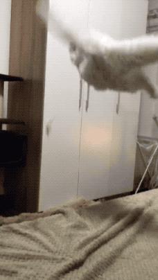 家里的猫咪有病了怎么办,猫咪佝偻病