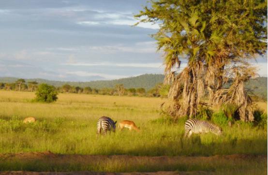 去非洲要带的那个神秘的“小黄本”到底是什么？看完解答你的疑问