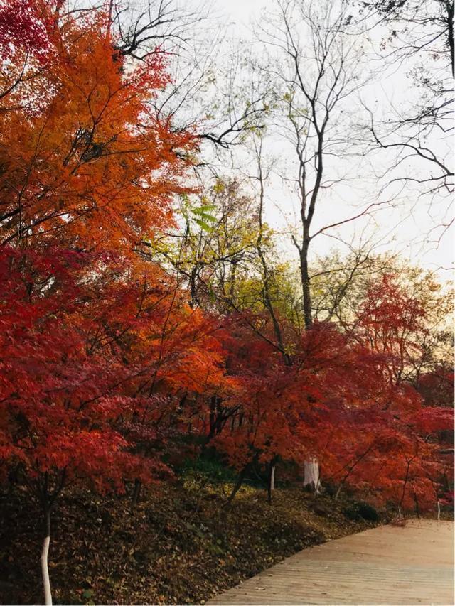 南京秋天旅行攻略,来南京体验秋天浪漫