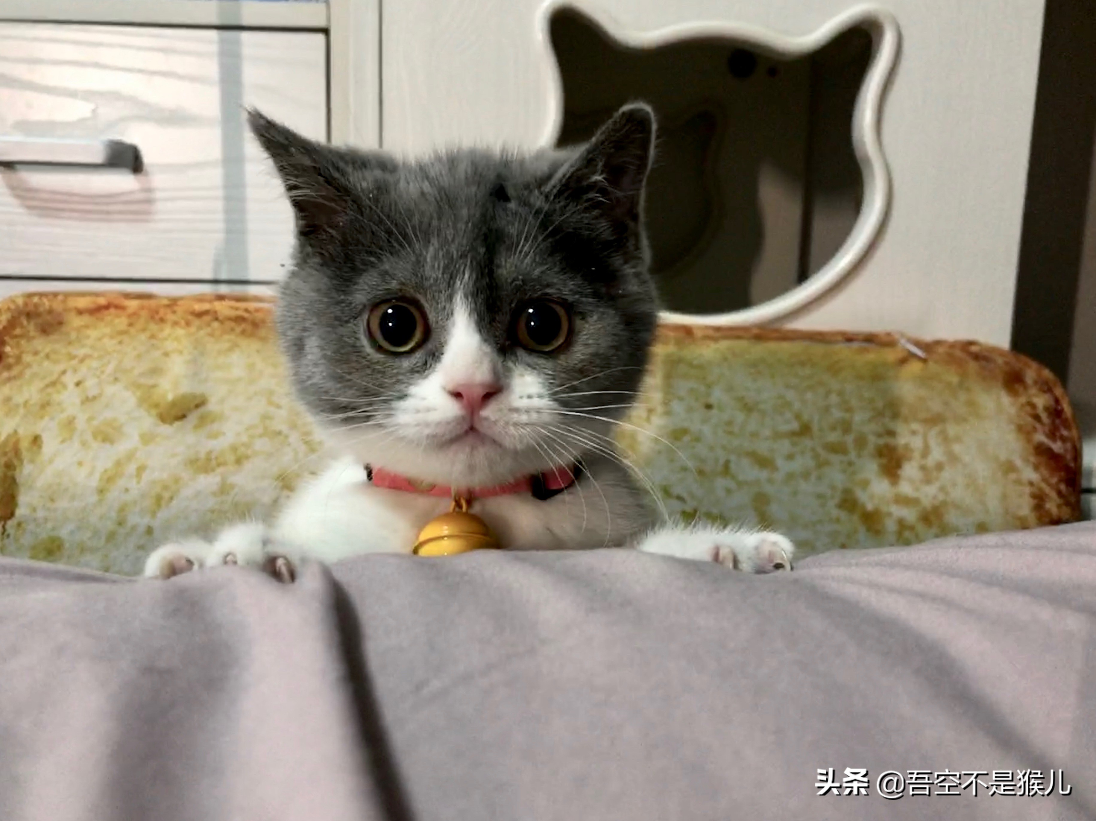 铲屎官害怕猫咪怎么办,铲屎官怕猫咬手指怎么办