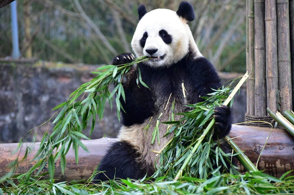 假期倒计时！推荐这条适合全家的乡村游线路
