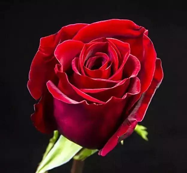 每天学习一点点花卉,100种常见玫瑰品种