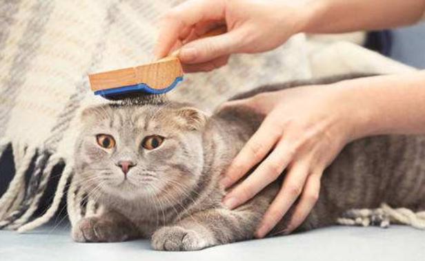 月亮睡了你不睡，你是秃头小宝贝！为啥猫咪每天熬夜没见秃头呢？