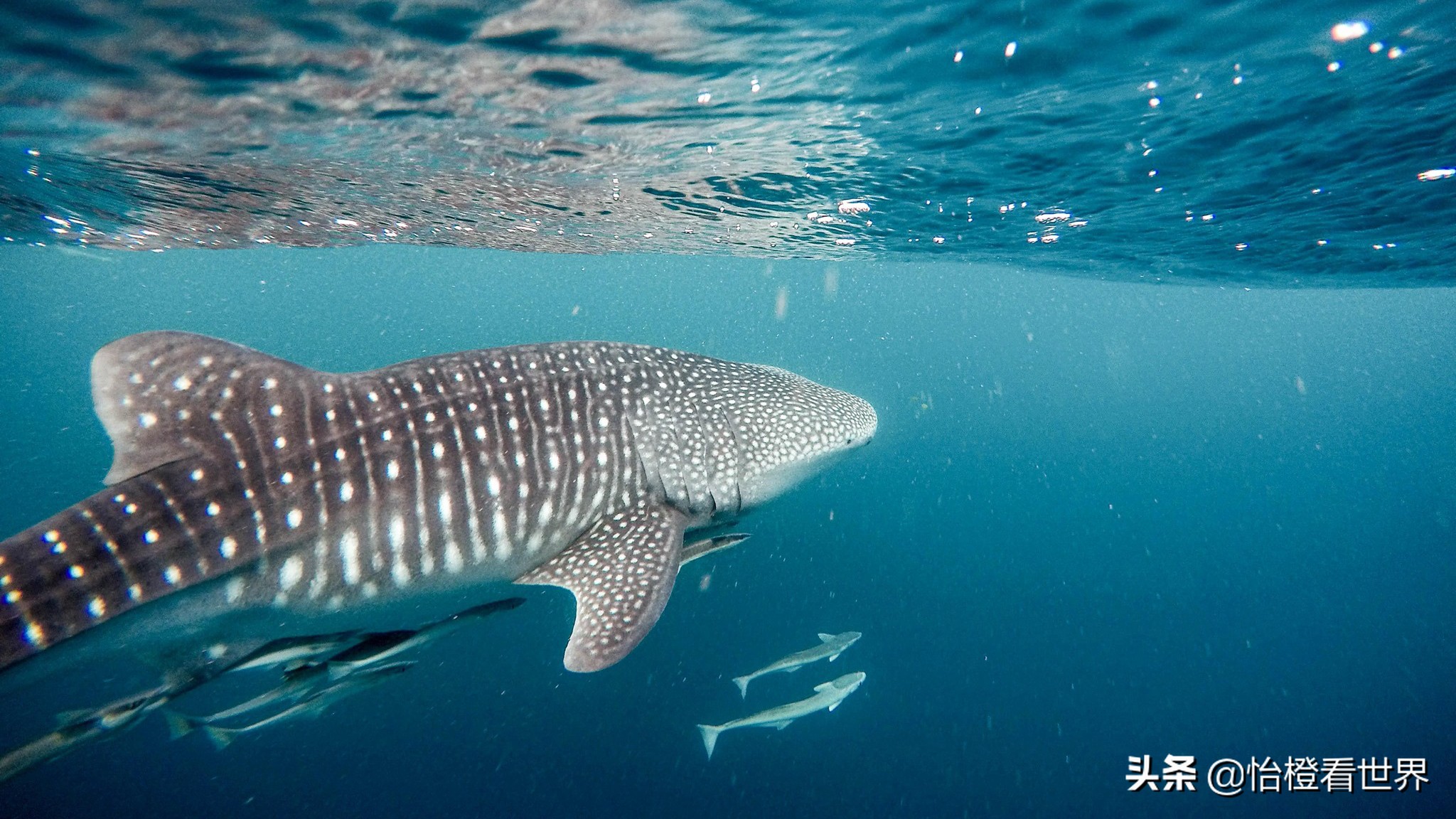 柏典马尔代夫婚礼,柏典马尔代夫房间实拍