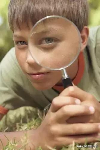 燕窝是什么东西做的,燕窝是什么意思